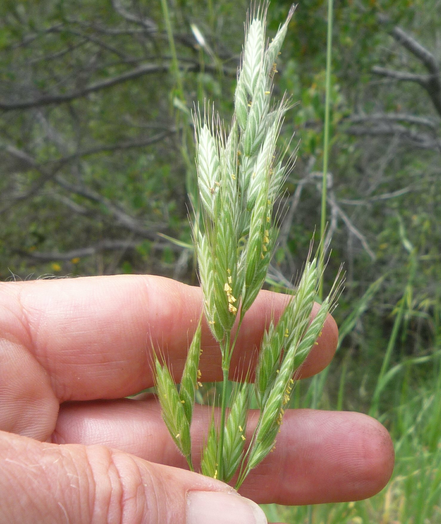 Hi-Res Bromus hordeaceus Images | Santa Barbara Wildflowers