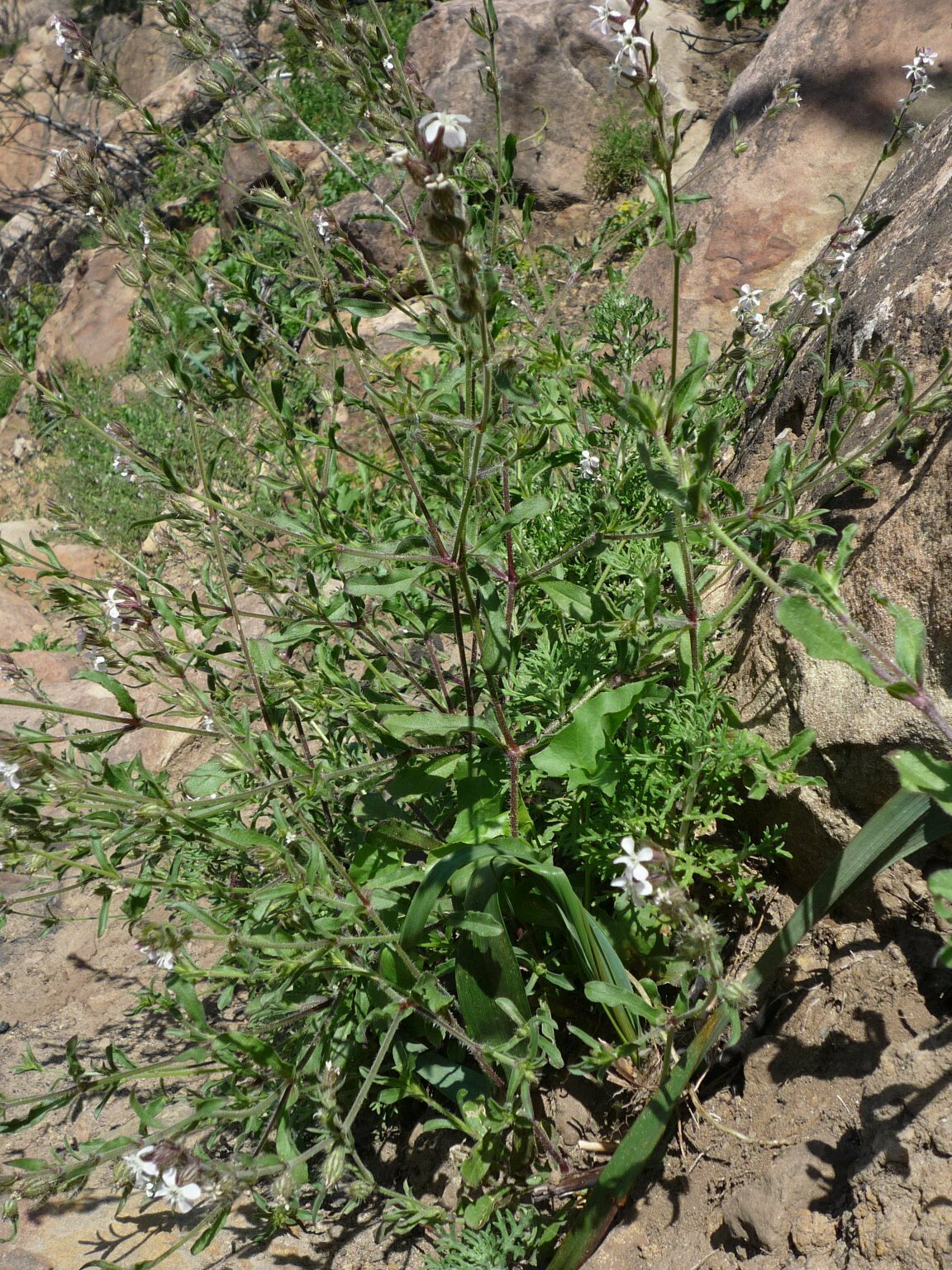 Hi-Res Silene gallica Images | Santa Barbara Wildflowers