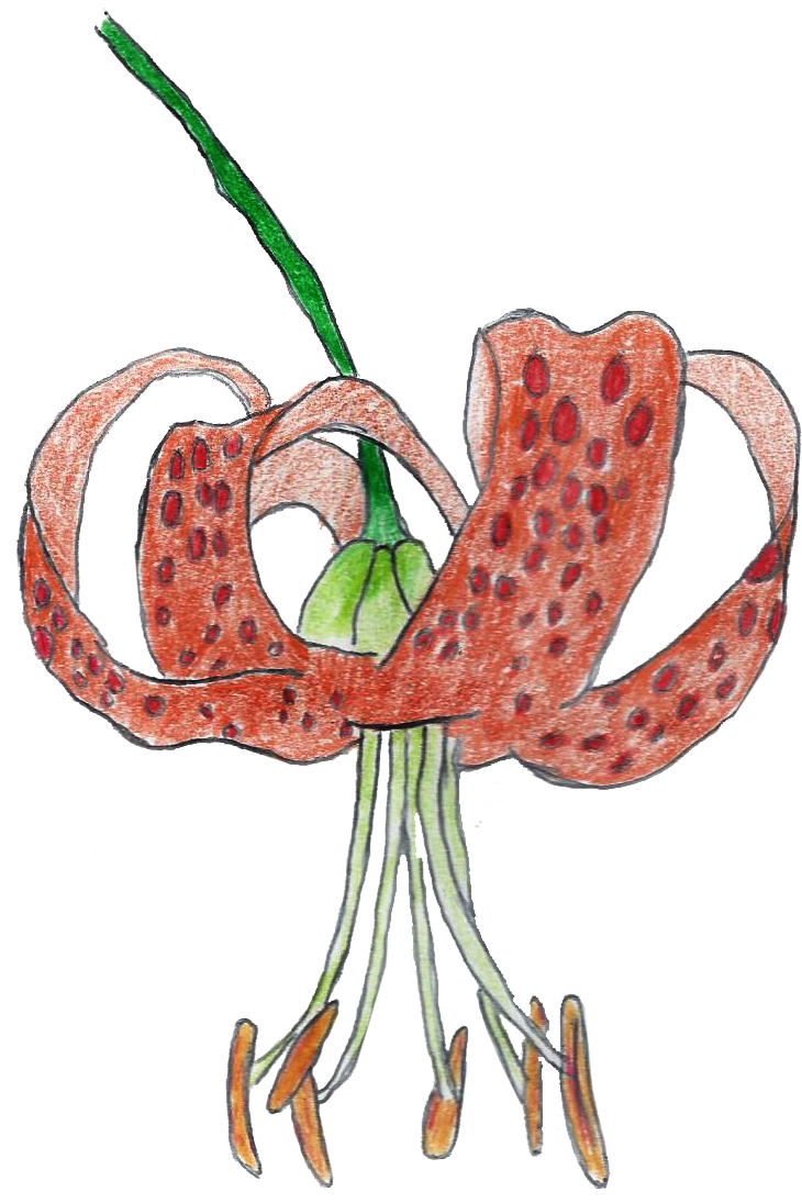 humboldt lily drawing